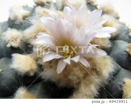 ウバダマ 69429951