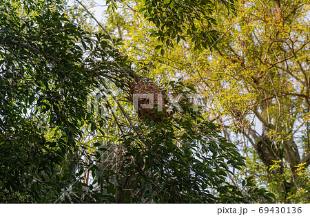 Ant nest on the tree Ant nest on the tree 69430136