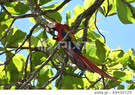 Scarlet macaw (Corcovado National Park, Costa Rica Scarlet macaw (Corcovado National Park, Costa Rica 69430720
