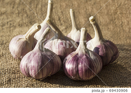 Purple garlic fruits on burlap Purple garlic fruits on burlap 69430906