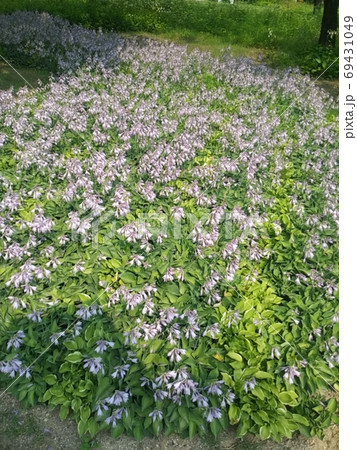 夏 ビビチュ 見よ 69431049