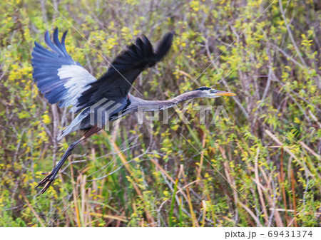 Blue heron 69431374