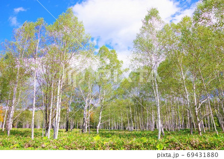 北海道 国道273号線 糠平国道の白樺並木 北海道 国道273号線 糠平国道の白樺並木 69431880