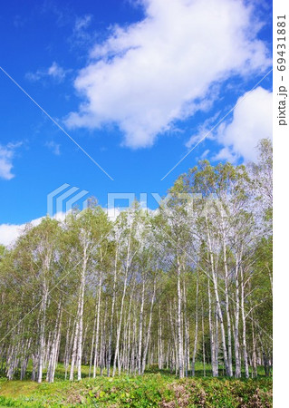 北海道 国道273号線 糠平国道の白樺並木 北海道 国道273号線 糠平国道の白樺並木 69431881