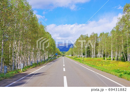 北海道　国道273号線　糠平国道の白樺並木 69431882