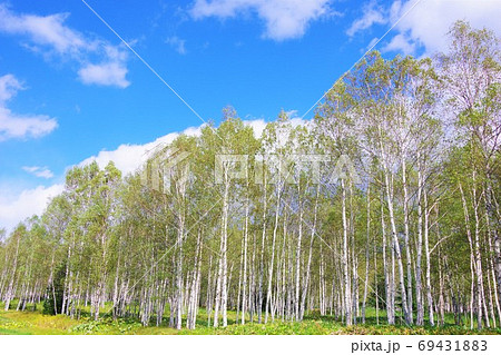北海道 国道273号線 糠平国道の白樺並木 北海道 国道273号線 糠平国道の白樺並木 69431883