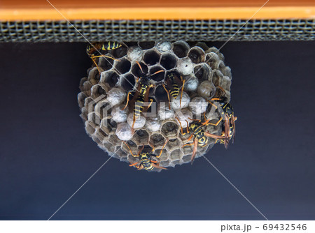 Wasps working on the construction and maintenance of wasp nest. Wasp nest with cells under window. Wasps working on the construction and maintenance of wasp nest. Wasp nest with cells under window. 69432546