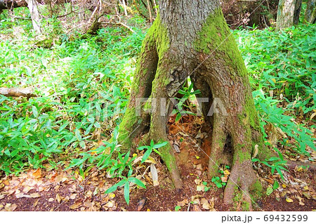 北海道上士幌町　タウシュベツ展望台周辺の景色 69432599