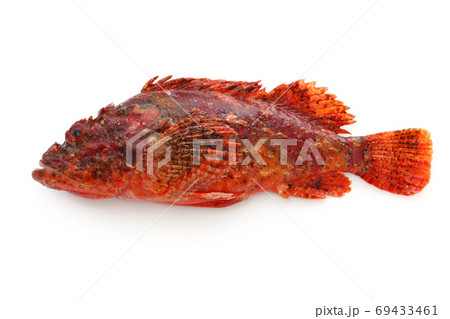 オニカサゴ 69433461