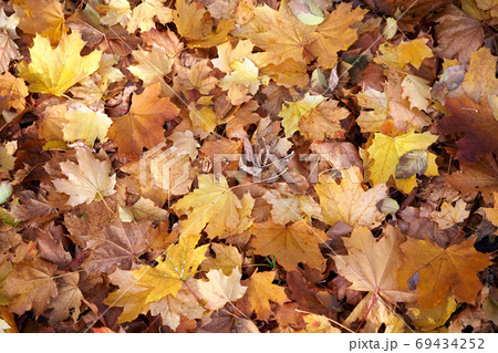 Maple autumn dry leaves background Lies on the ground Maple autumn dry leaves background Lies on the ground 69434252