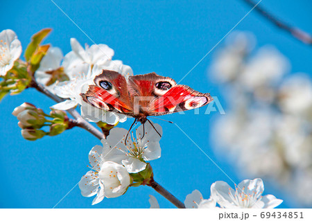 the butterfly , apple-tree flower 69434851