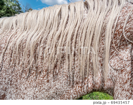 Head and eck of red brown dotted white older mare 69435457