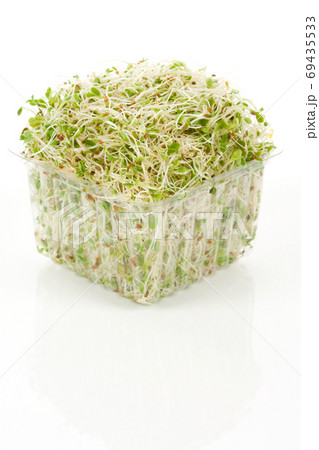 Alfalfa Sprout Alfalfa Sprout 69435533