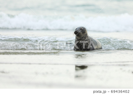 Young Grey Seal, Halichoerus grypus, detail portrait in the blue water, wave in the background, animal in the water. Germany, Helgoland Young Grey Seal, Halichoerus grypus, detail portrait in the blue water, wave in the background, animal in the water. Germany, Helgoland 69436402