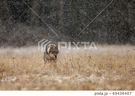 Wolf from Finland. Gray wolf, Canis lupus, in the early winter, on the meadow near forest. Wolf in the nature habitat. Wild. Wolf from Finland. Gray wolf, Canis lupus, in the early winter, on the meadow near forest. Wolf in the nature habitat. Wild. 69436407