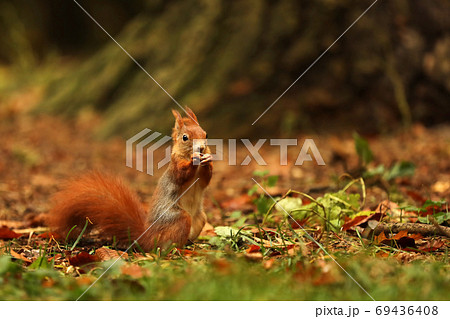 The red squirrel or Eurasian red sguirrel, Sciurus vulgaris, sitting in the scandinavian forest. Squirrel in a typical environment. The red squirrel or Eurasian red sguirrel, Sciurus vulgaris, sitting in the scandinavian forest. Squirrel in a typical environment. 69436408