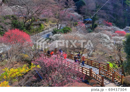 【静岡県】満開の熱海梅園 69437304