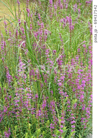 ミソハギの咲く風景 69437542