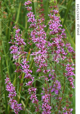 ミソハギの咲く風景 69437544