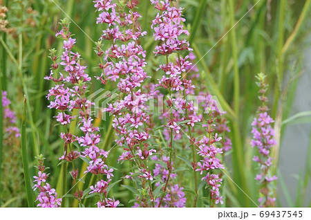 ミソハギの咲く風景 69437545