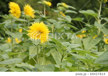 ひまわりの花 69437814