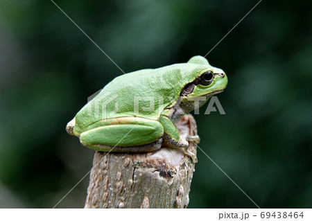 ニホンアマガエル ニホンアマガエル 69438464