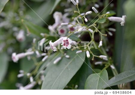 ヘクソカズラの花 ヘクソカズラの花 69438604