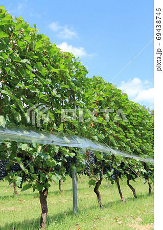 ワイン用ブドウ　カベルネ・ソーヴィニヨン 69438746