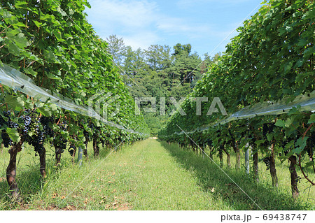 ワイン用ブドウ　カベルネ・ソーヴィニヨン 69438747