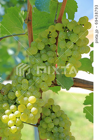 ワイン用ブドウ シャルドネ ワイン用ブドウ シャルドネ 69438793