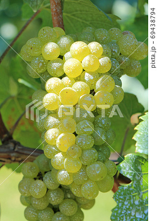 ワイン用ブドウ　シャルドネ 69438794
