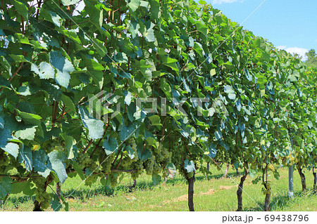 ワイン用ブドウ　シャルドネ 69438796