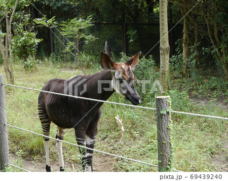 ズーラシア　オカピ 69439240