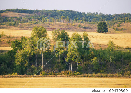 Yellow fields and green forest Yellow fields and green forest 69439369