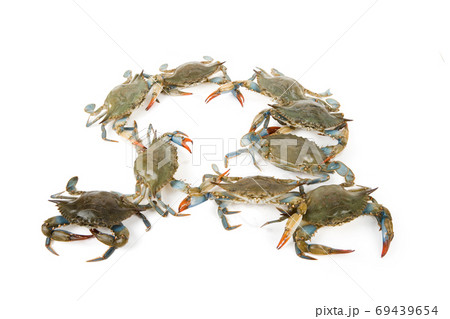 Blue Crab Blue Crab 69439654