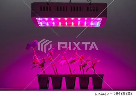 cucumber sprouts under led light grow lamp 69439808