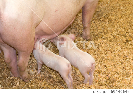 piggies and Sow piggies and Sow 69440645
