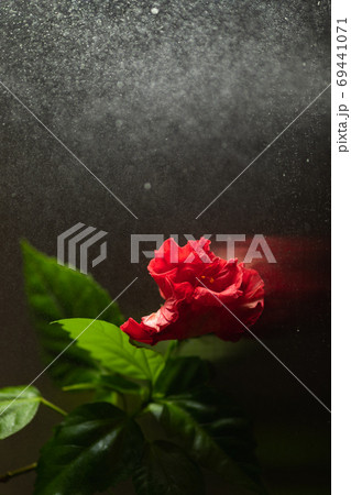 red hibiscus flower on dark background with water spray red hibiscus flower on dark background with water spray 69441071