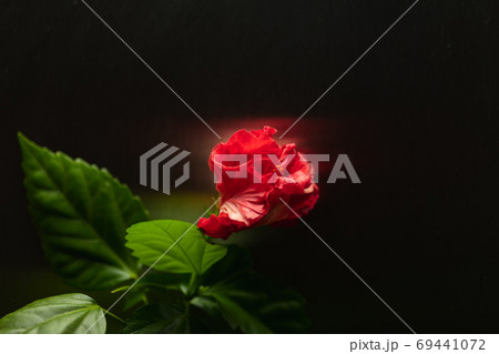 red hibiscus flower on dark background 69441072