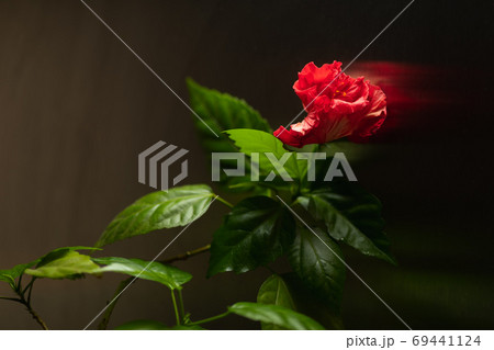 red hibiscus flower on dark background 69441124