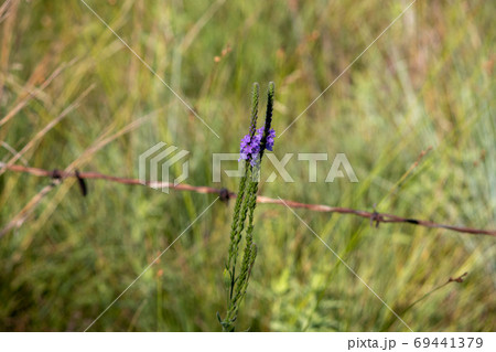 A close up of a purple Gayfeather flower in the wild of Nebraska A close up of a purple Gayfeather flower in the wild of Nebraska 69441379