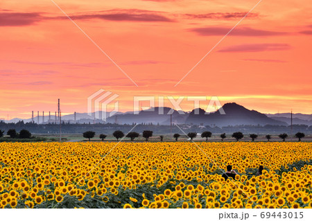 岡山県笠岡市笠岡ベイファームの夕日とヒマワリ 岡山県笠岡市笠岡ベイファームの夕日とヒマワリ 69443015