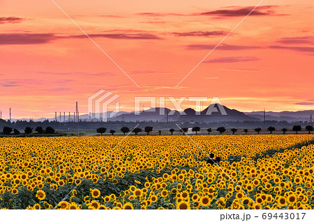 岡山県笠岡市笠岡ベイファームの夕日とヒマワリ 69443017