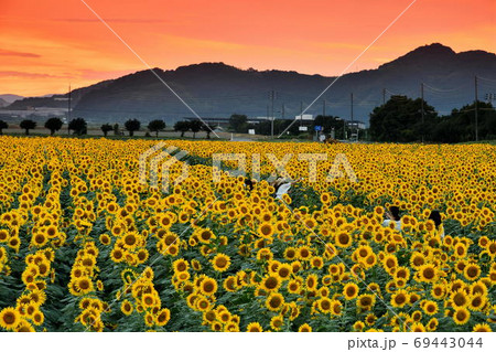 岡山県笠岡市笠岡ベイファームの夕日とヒマワリ 69443044
