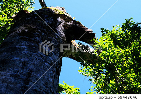 白神山地の入り口　初秋の津軽白神湖 69443046