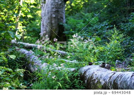 白神山地の入り口 初秋の津軽白神湖 白神山地の入り口 初秋の津軽白神湖 69443048
