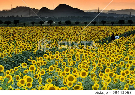岡山県笠岡市笠岡ベイファームの夕日とヒマワリ 69443068