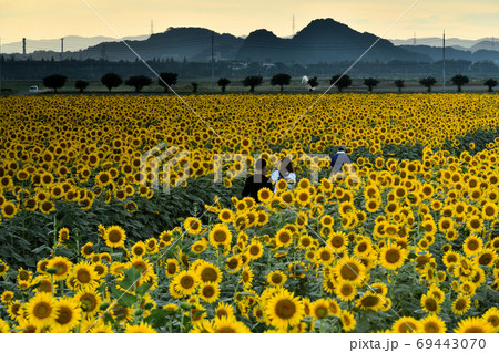 岡山県笠岡市笠岡ベイファームの夕日とヒマワリ 69443070