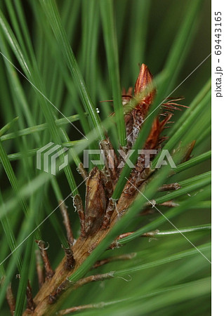 生き物　昆虫　マツアワフキ、どこにいるかわかりますか？ 69443165