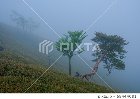 大台ヶ原の夜明け(奈良県吉野郡上北山村) 大台ヶ原の夜明け(奈良県吉野郡上北山村) 69444081